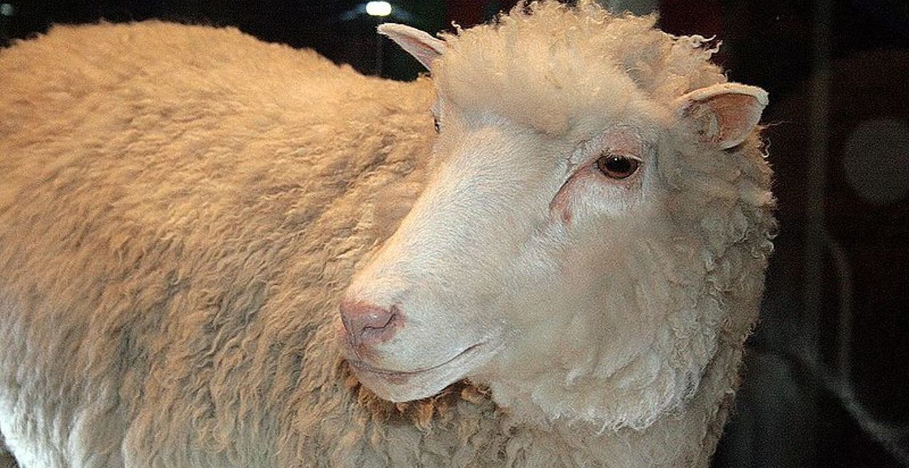 dolly het gekloonde schaap